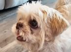 Cane scomparso trovato a 1.000 miglia da casa con un nome nuovo di zecca