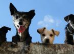 Uomo porta in tribunale un hotel per cani di lusso per i continui abbai