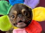 La sensazione di TikTok King Chilli the Pug supera l'obiettivo GoFundMe per un intervento chirurgico che salva vite