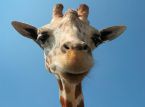 Un nuovo studio suggerisce che le giraffe possono risolvere semplici problemi di matematica