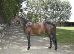 Varenne, considerato il miglior cavallo da trotto di tutti i tempi, &egrave; morto all'et&agrave; di 31 anni