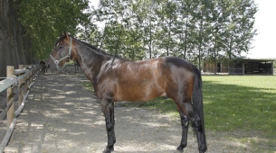Varenne, considerato il miglior cavallo da trotto di tutti i tempi, è morto all'età di 31 anni