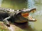 Rettile gigante indossa abito da sposa per una bizzarra cerimonia messicana