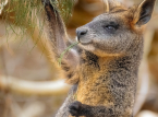 Tre wallaby simili a canguri salvati in un'incursione in una piantagione di cannabis lontano dai loro Antipodi naturali