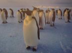 Sono aperte le candidature per una posizione presso l'ufficio postale dei pinguini in Antartide