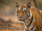 Quattro cuccioli di tigre del Bengala nati inaspettatamente in mezzo alla crisi energetica di Cuba