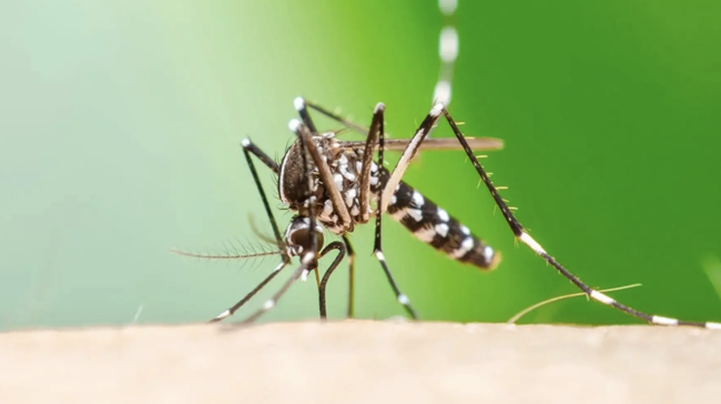 La malattia nota come rischio di Chikungunya si espande in tutta Europa con il riscaldamento climatico, avverte uno studio
