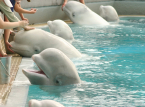 Le balene beluga a Marineland salvarono all'ultimo minuto