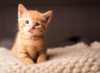 Pi&ugrave; specifico rispetto alle regole dell'UE: la Spagna vieta di lasciare i cani soli in casa per oltre 24 ore o i gatti per pi&ugrave; di tre giorni
