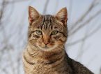 Centinaia di gatti salvati dai macelli in Vietnam