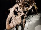 Si prevede che il fossile di T-Rex venga venduto per milioni all'asta, ma gli scienziati non sono contenti