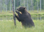 I ricercatori propongono la "rewilding" delle terre di confine europee come strategia naturale di difesa