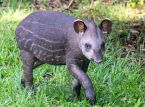 Primo cucciolo di tapir di pianura in 14 anni accolto allo zoo del Regno Unito