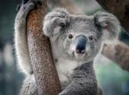 Claude il koala ha cercato da solo di minare la popolazione di koala