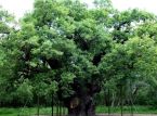 Il leggendario Maggiore Quercia di Robin Hood muore dopo pi&ugrave; di 1.000 anni